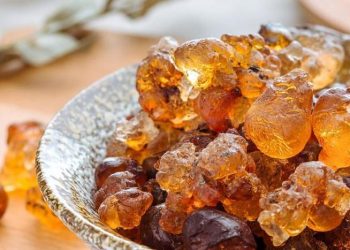 مشروع جديد للصمغ العربي بالقضارف