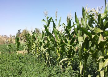 المزارعون يطالبون الوزير الجديد بفصل القطاع عن السياسة