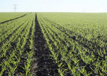 الزراعة هي المخرج الوحيد للنهوض بالسودان بحسب وزير الزراعة