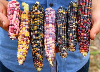 تدني أسعار الذرة بالقضارف والمزارعون يستنجدون بحمدوك