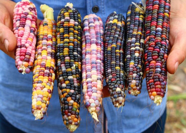 تدني أسعار الذرة بالقضارف والمزارعون يستنجدون بحمدوك