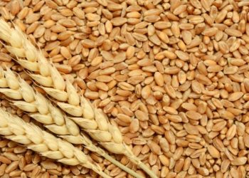 تدشين حصاد القمح بالجزيرة بمتوسط إنتاج 18 جوالاً للفدان