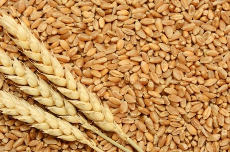 تدشين حصاد القمح بالجزيرة بمتوسط إنتاج 18 جوالاً للفدان