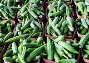 مشروع الجزيرة يبدأ تصدير الباميا إلى إيطاليا