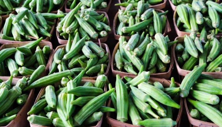 مشروع الجزيرة يبدأ تصدير الباميا إلى إيطاليا