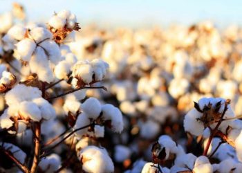 بدء حصاد القطن بخور أبو حبل