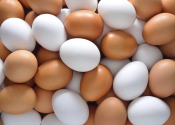 إفتتاح مشروع دواجن البيضة الذهبية بالنيل الأبيض