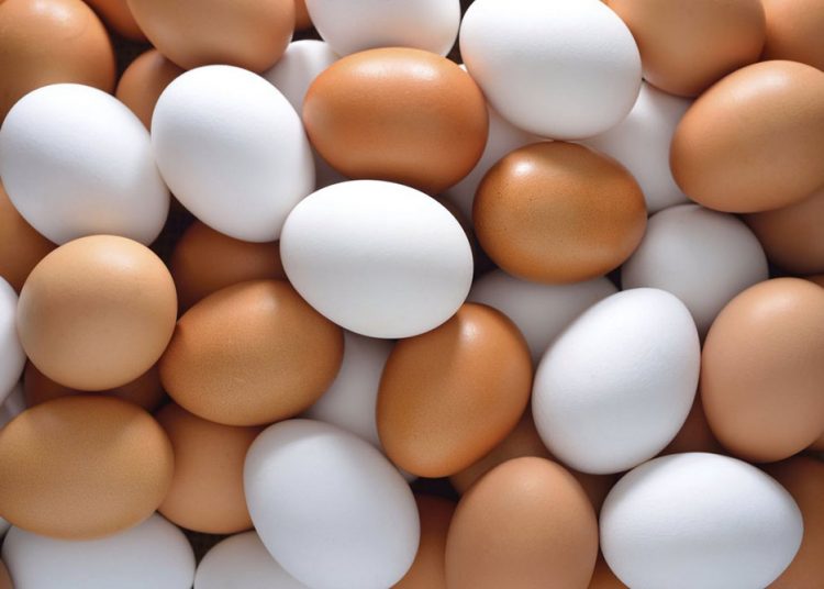 إفتتاح مشروع دواجن البيضة الذهبية بالنيل الأبيض