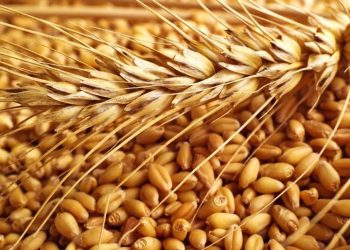 حظر بيع وشراء القمح بالجزيرة خارج البنك الزراعي