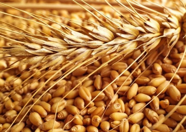 حظر بيع وشراء القمح بالجزيرة خارج البنك الزراعي