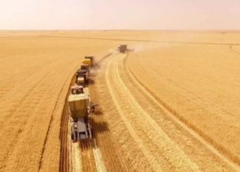 منتجو القمح بحلفا يمهلون البنك الزراعي يومين لاستلام إنتاجهم