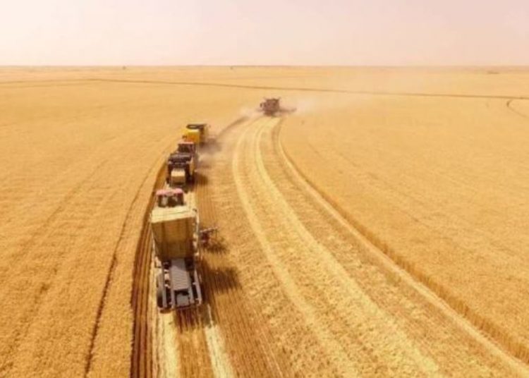 منتجو القمح بحلفا يمهلون البنك الزراعي يومين لاستلام إنتاجهم