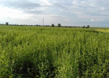 مزارعو الجزيرة ينددون برسوم تسجيل الحواشات