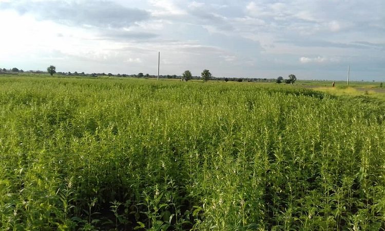 مزارعو الجزيرة ينددون برسوم تسجيل الحواشات