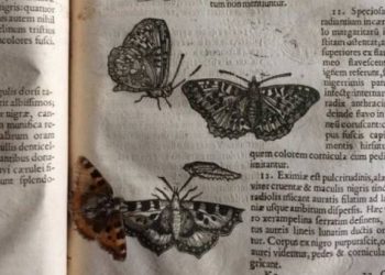 العثور على فراشة عمرها 400 عام بين صفحات كتاب تاريخي