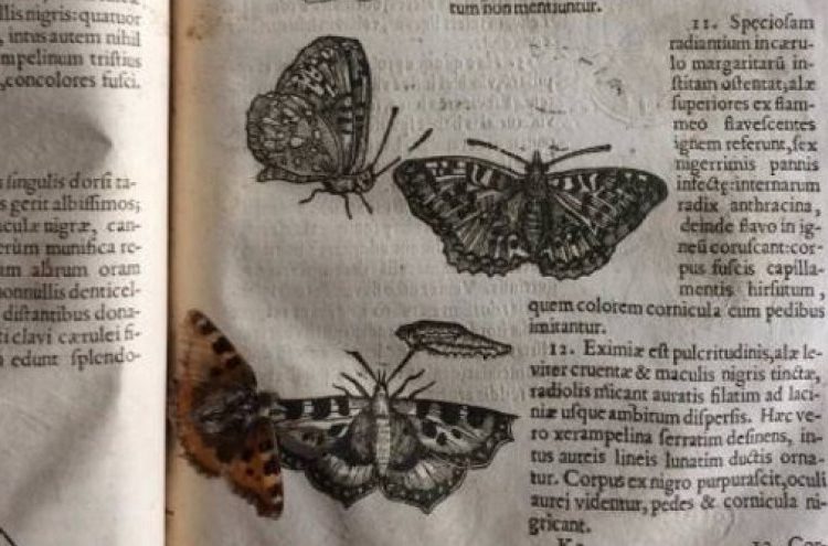 العثور على فراشة عمرها 400 عام بين صفحات كتاب تاريخي