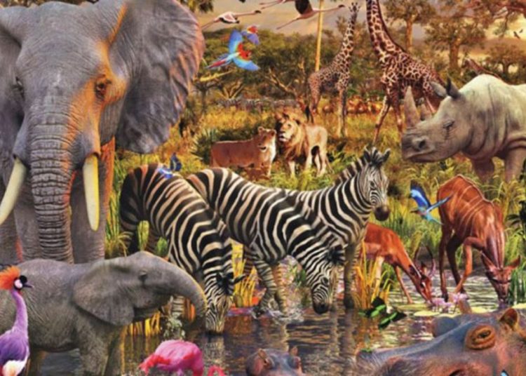 اختفاء الحيوانات البرية بسبب الحرب بجنوب كردفان