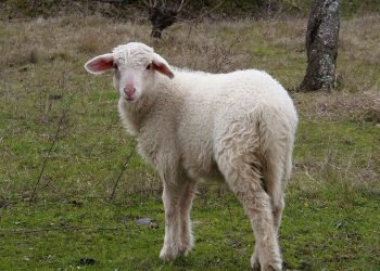 تجهيز 600 ألف رأس من الضأن للتصدير