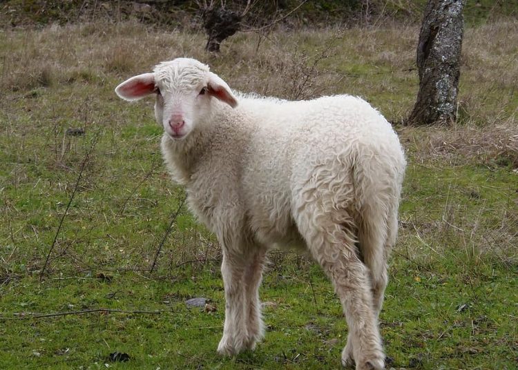 تجهيز 600 ألف رأس من الضأن للتصدير