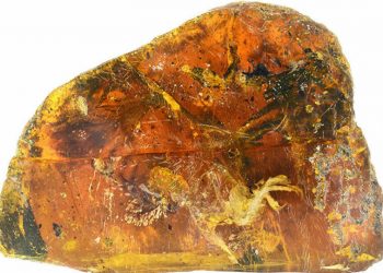 صيادون فقراء يعثرون على كنز حقيقي في بطن حوت