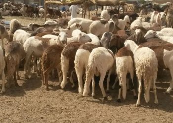 توزيع 10 آلاف رأس من خراف الأضاحي على العاملين بالدولة