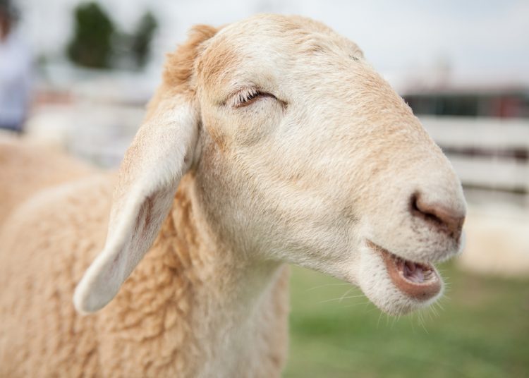 هبوط كبير في اسعار الخراف عيشية اول ايام العيد