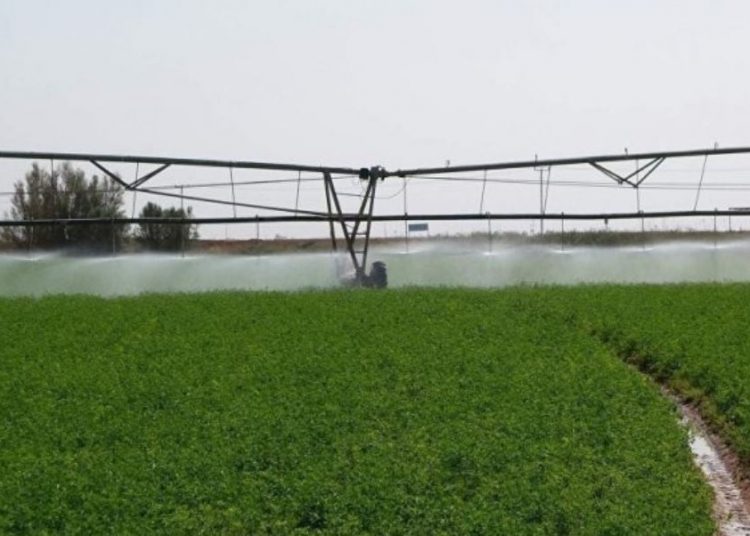 زراعة 700 ألف فدان بمحاصيل العروة الصيفية بمشروع الجزيرة