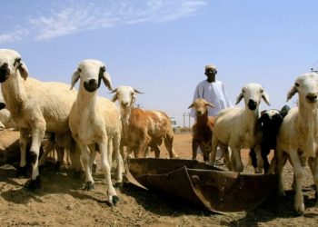 مُواطن يشكو وزير الثروة الحيوانية والسمكية