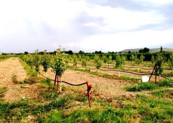 تدشين مشروع غرس مليوني شجرة هشاب بشمال كردفان