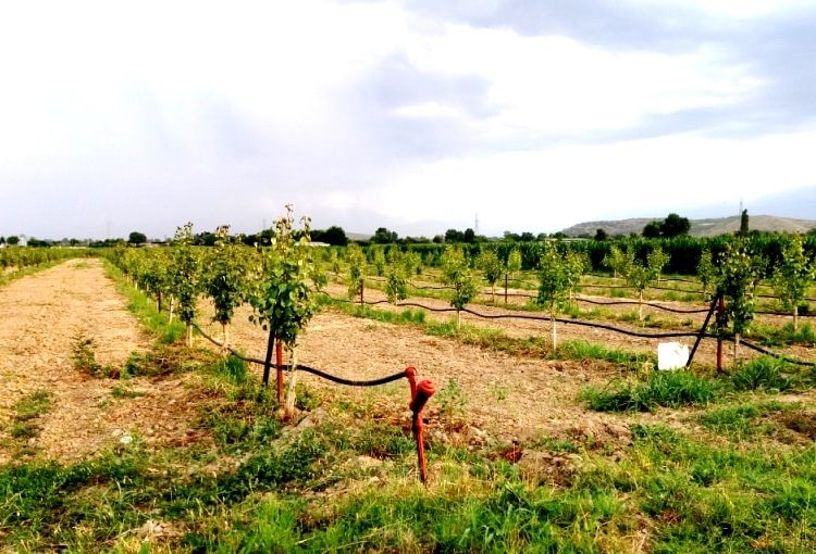 تدشين مشروع غرس مليوني شجرة هشاب بشمال كردفان