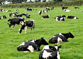 منتجو الألبان: نصف الأبقار الحلوب تم ذبحها بسبب ارتفاع التكلفة