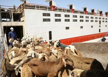 استئناف صادر الضأن للسعودية