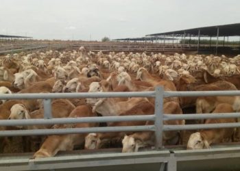 ارتفاع كبير في صادرات الماشية في السودان خلال العام 2021