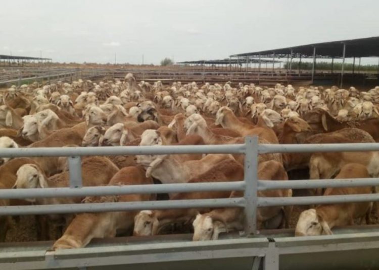 ارتفاع كبير في صادرات الماشية في السودان خلال العام 2021