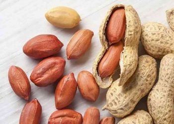 تحذيرات من فقدان موسم صادر الفول السوداني