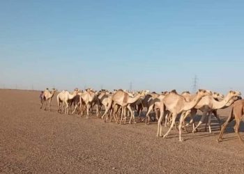 إحباط محاولة تهريب (246) رأساً من الإبل بالبحر الأحمر