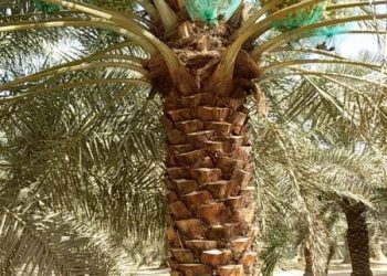 خيرات سُخِرت للسودان ولكن من دمرها؟