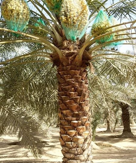 خيرات سُخِرت للسودان ولكن من دمرها؟