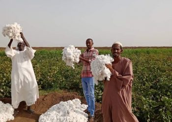 اعلان تجمُّع مزارعي الجزيرة والمناقل عن مُقاطعة زراعة القطن والقمح