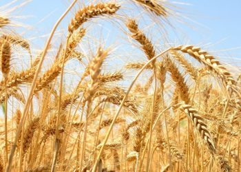 تقاعس الحكومة السودانية عن شراء القمح يهدد الأمن الغذائي بالبلاد