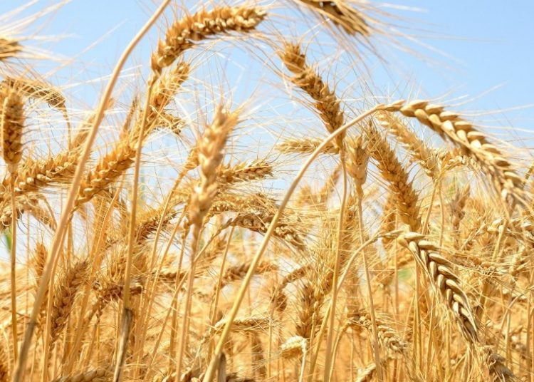 تقاعس الحكومة السودانية عن شراء القمح يهدد الأمن الغذائي بالبلاد