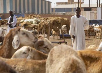 ارتفاع أسعار الخراف غير مسبوق