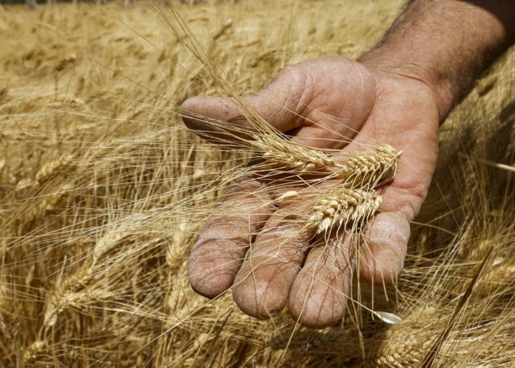 قرار مزارعي مشروع أمري بعدم تسليم القمح لمطاحن الفردوس بدنقلا