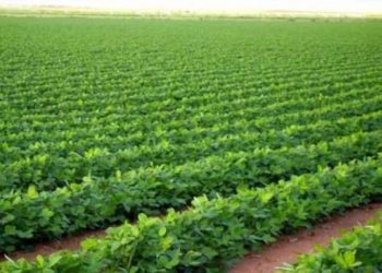 تحضيرات باهظة في ظل أوضاع قاسية في ولاية الجزيرة