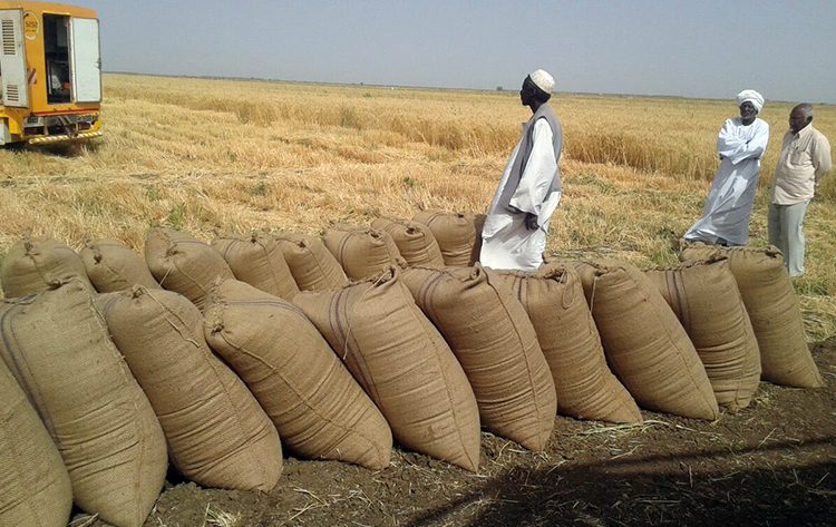 خروج 60% من مزارعي السودان من دائرة الإنتاج