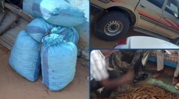 مكافحة المخدرات تضبط أكبر تاجر ومروج مخدرات بحوزته 4 آلاف رأس بنقو