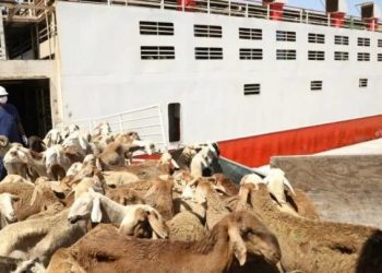 “جهات تتلاعب في ملف الصادر…”