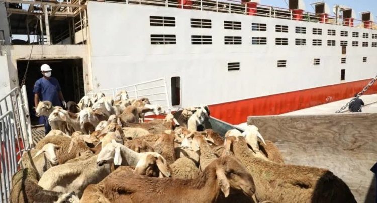 “جهات تتلاعب في ملف الصادر…”