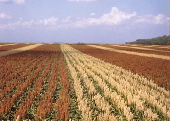 مزارعون يتوقّعون استمرار ارتفاع أسعار الذرة