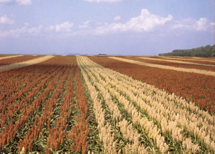 مزارعون يتوقّعون استمرار ارتفاع أسعار الذرة